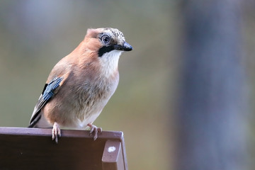 Eurasian jay