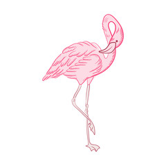 Beautiful pink flamingo bird flat color icon - vector image