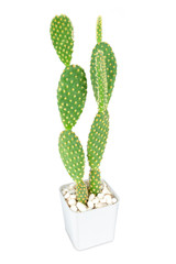 Cactus isolated on white background, Lovely green cactus, closeup cacti for decoration.