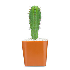 Cactus isolated on white background, Lovely green cactus in brown pot, closeup cacti for decoration.