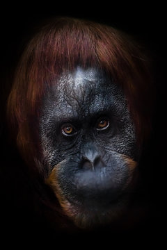 intellectual face of an orangutan with an ironic look and a half smile, dark background. Isolated black background.
