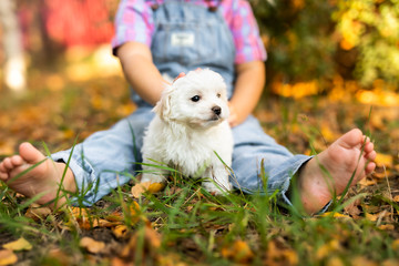 Little blonde toddler girl with two braids playing with nice white puppy