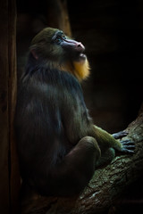  female madrilla with yellow hair on a dark background of a half-turn