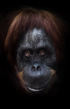 look of a good joker. intellectual face of an orangutan with an ironic look and a half smile, dark background. Isolated black background.