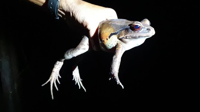A smoky jungle frog on the Rio Negro, Amazon.