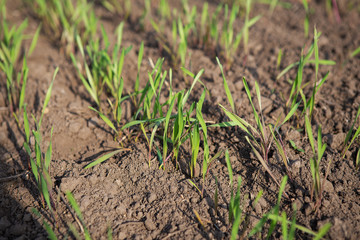 Green field with young wheat. Close-up.