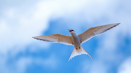 Arctic tern flying close up in a cloudy blue sky with his wings outstretched and squawking with his beak open.