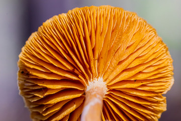Close-up Mushrooms in a Pine Forest Plantation in Tokai Forest Cape Town