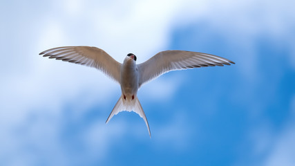 Arctic tern flying close up with his wings outstretched in a cloudy blue sky looking directly at you.