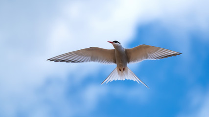 Arctic tern flying in a cloudy blue sky close up with his wings outstretched and looking to his right - obrazy, fototapety, plakaty