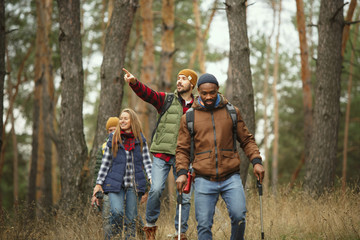 Group of friends on a camping or hiking trip in autumn day. Men and women with touristic backpacks going throught the forest, talking, laughting. Leisure activity, friendship, weekend. - obrazy, fototapety, plakaty