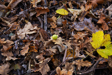 fallen dry leaves, close-up.