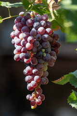 Rote Weintrauben