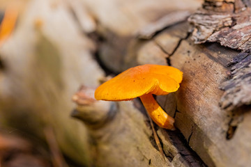 Close-up Mushrooms in a Pine Forest Plantation in Tokai Forest Cape Town