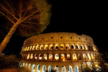 View of the night coliseum and the crown of a huge tree. unusual perspective. Night Rome Europe.