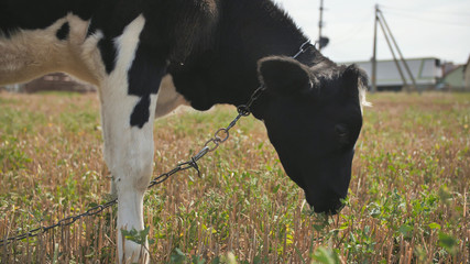 A young black and white cow is eating grass in the village.