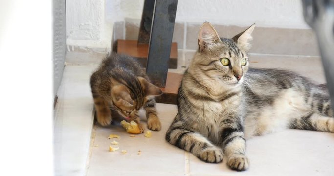Kitten eating and mother cat looking around till cat family get scared.