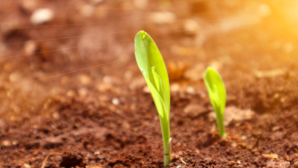 Corn seedlings with sunlight Thailand