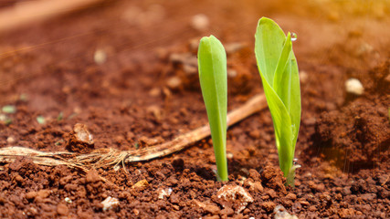 Corn seedlings with sunlight Thailand                               