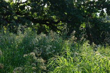 Avena fatua a common wild oats growing in spring and summer is a pasture weed the seeds when ripe eaten by the larvae of some Lepidoptera species .