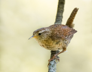 Zaunkönig auf einem Ast