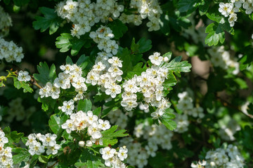 hawthorn flowers