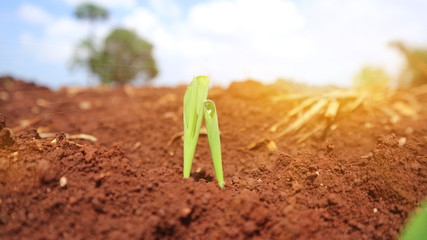 Corn seedlings with sunlight Thailand