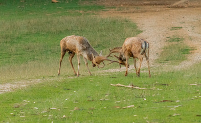 fallow deer grazing in a green meadow