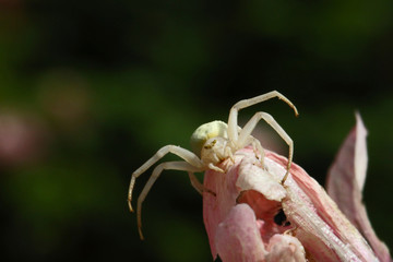 Araignée crabe