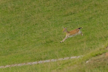 fallow deer grazing in a green meadow