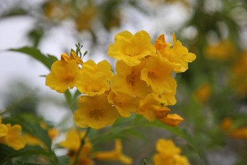 Yellow trumpet-flower in the garden