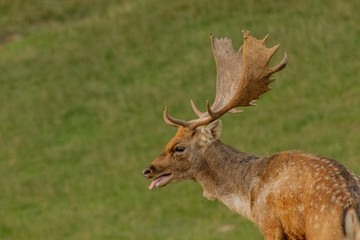 Naklejka na ściany i meble fallow deer grazing in a green meadow