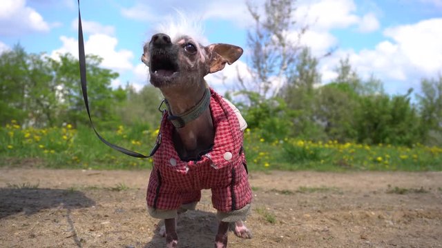 Little dog in jumpsuit barks angrily, grins his teeths and gers angry. Dog stands on a sandy road in the field, surrounded by grass and flowers