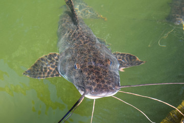 painted fish by the lake