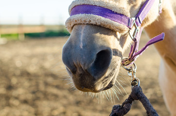 horse nose and mouth in harness closeup