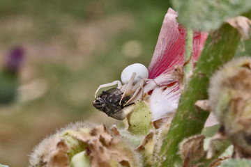 Araignée crabe