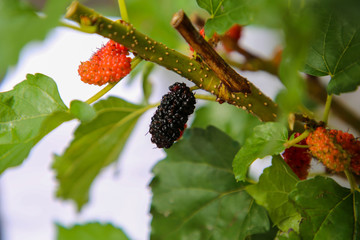 Red and black Berries of the ripe mulberry healthy fruit and green leaf isolated on white background