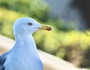 Close up of white seagull with blurred background