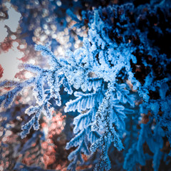 Plants in hoarfrost close-up on a mystical dark blue background. The beginning of winter, the first...