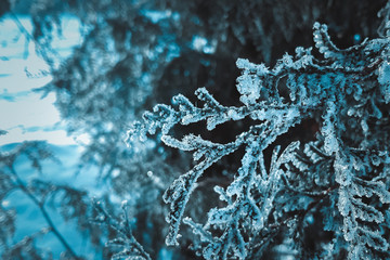 Plants in hoarfrost close-up on a mystical dark blue background. The beginning of winter, the first...