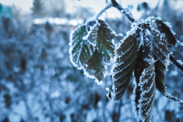 Plants in hoarfrost close-up on a mystical dark blue background. The beginning of winter, the first...