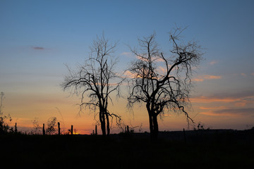 Fototapeta na wymiar beautiful sunset between two dry trees on the horizon