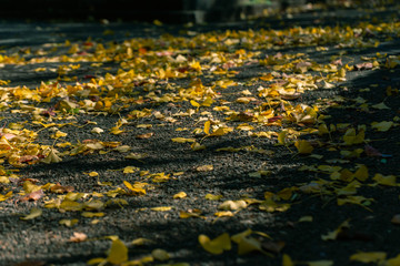 Yellow ginkgo in the autumn. 