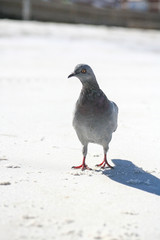 Pigeon on the beach
