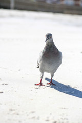 Pigeon on the beach