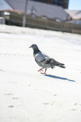 Pigeon on the beach