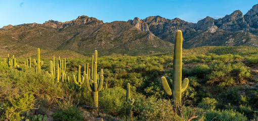 Saguaro Desert Landscape - Catalina, Tucson, Arizona