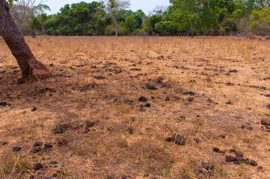 pasture covered with dry grass and manure