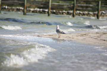 Seagull on the beach