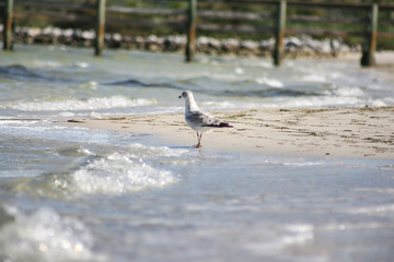 Seagull on the beach